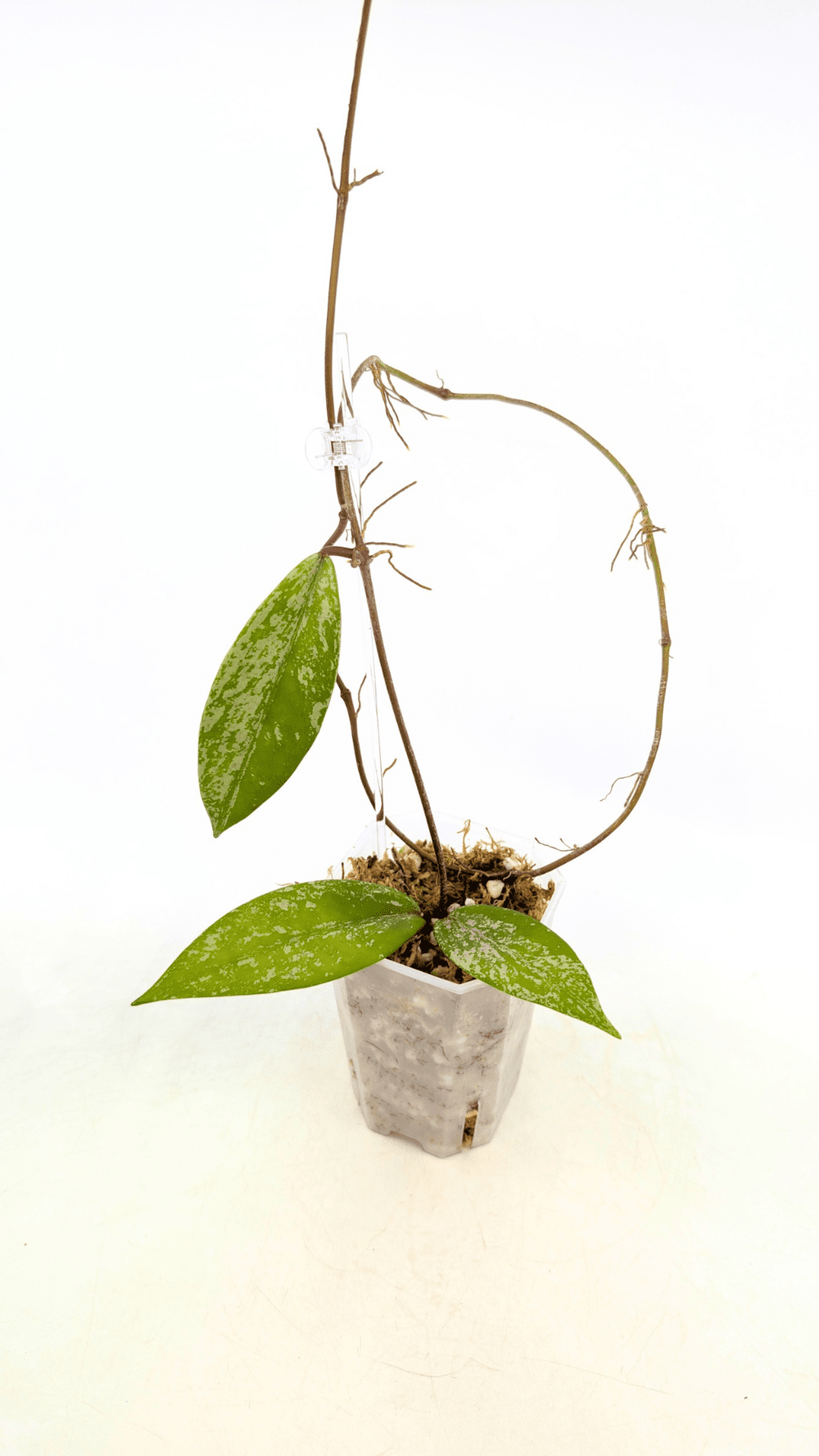 Hoya Pubicalyx Pink Silver Splash Ghost — The Leaf Gallery